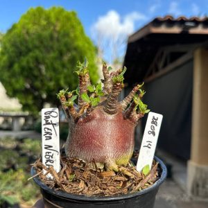 2808 14 Arabicum Pantera Negra F3