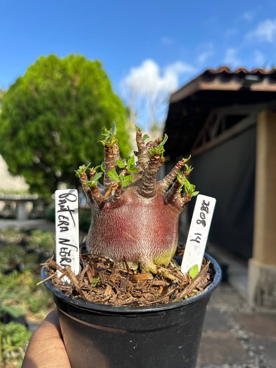 2808 14 Arabicum Pantera Negra F3