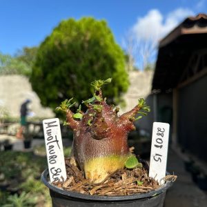2808 15 Arabicum Minotauro Red F3