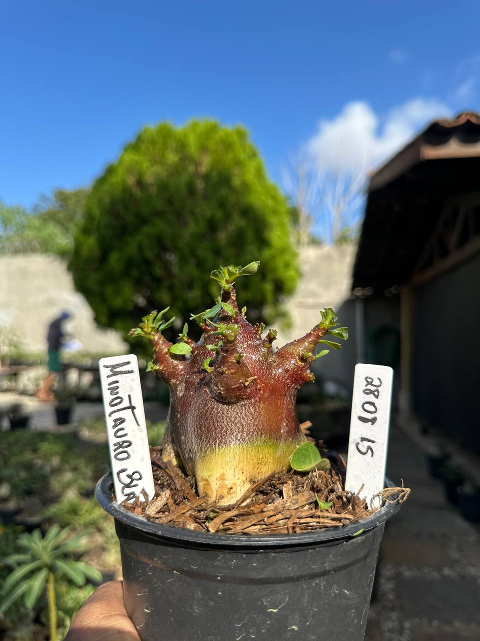 2808 15 Arabicum Minotauro Red F3