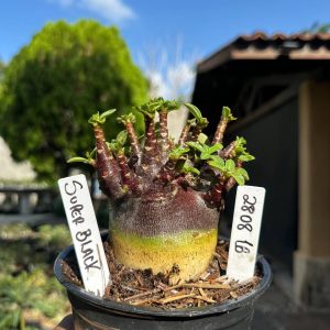2808 16 Arabicum Super Black F3