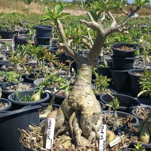 2908 01 Socotra Nother Light