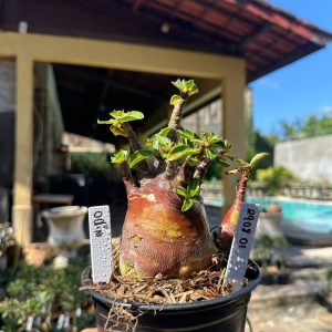 2908 01 Arabicum Odin Black F3