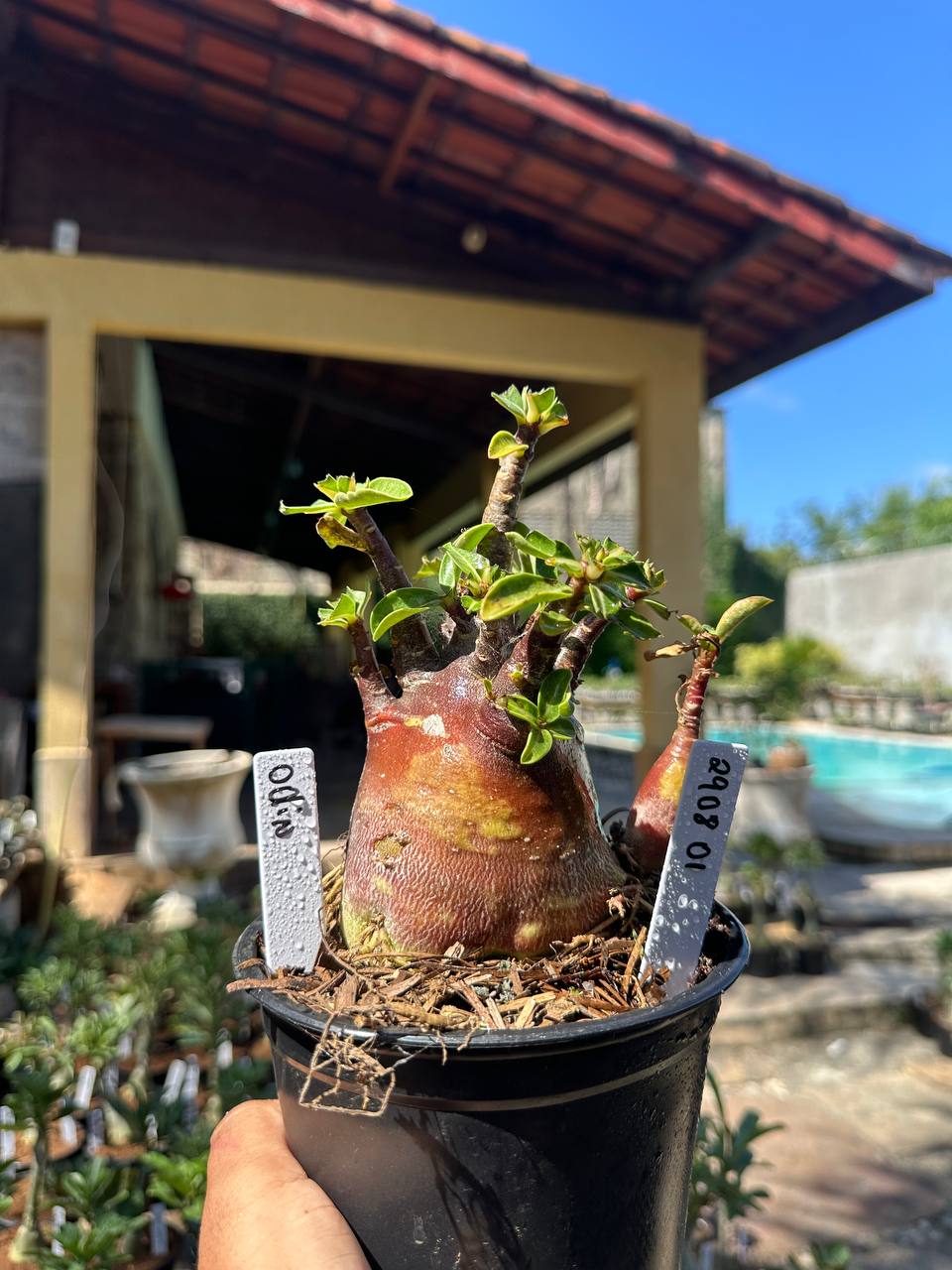 2908 01 Arabicum Odin Black F3