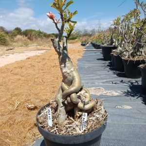 2908 02 Socotra Id Misterioso