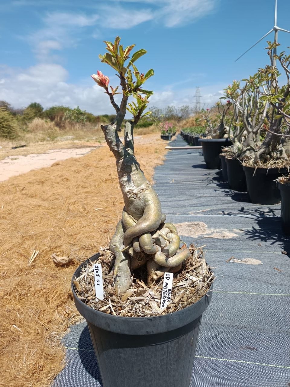 2908 02 Socotra Id Misterioso