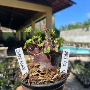 2908 02 Arabicum Super Black F3