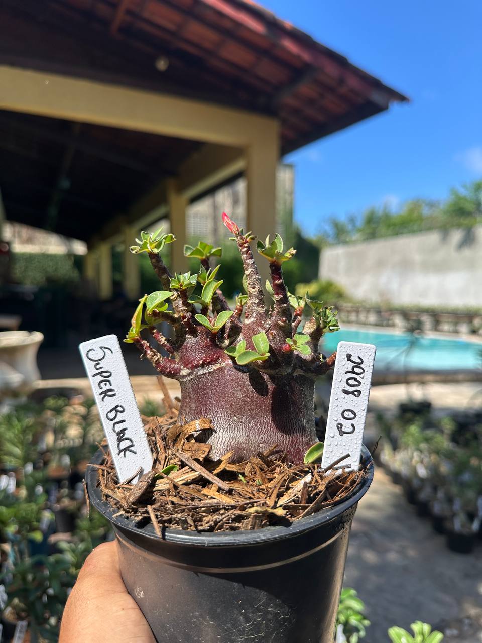 2908 02 Arabicum Super Black F3