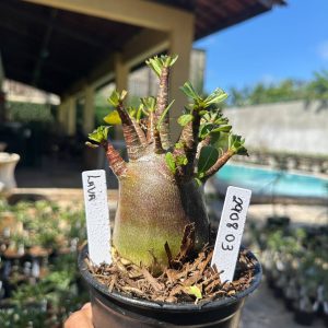 2908 03 Arabicum Lava F3
