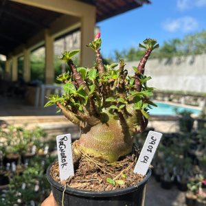 2908 04 Arabicum Ragnarok F3