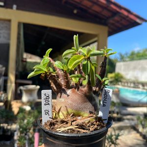 2908 05 Arabicum Godzilla F3