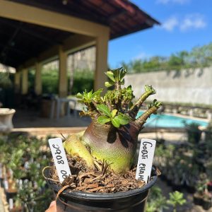 2908 06 Arabicum Godji Champ Black F3