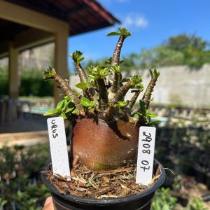 2908 07 Arabicum Urus Red F3