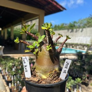 2908 08 Arabicum Tank Black F3