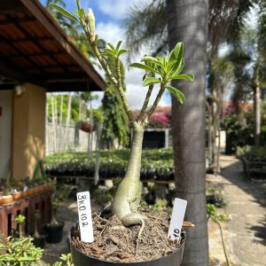 2908 10 Big Caudex Brd 102