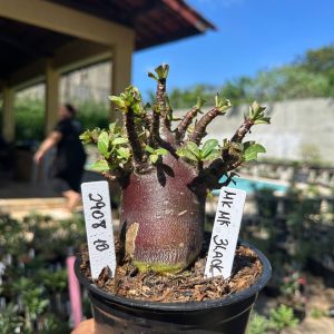2908 10 Arabicum Mkmkm Black F3