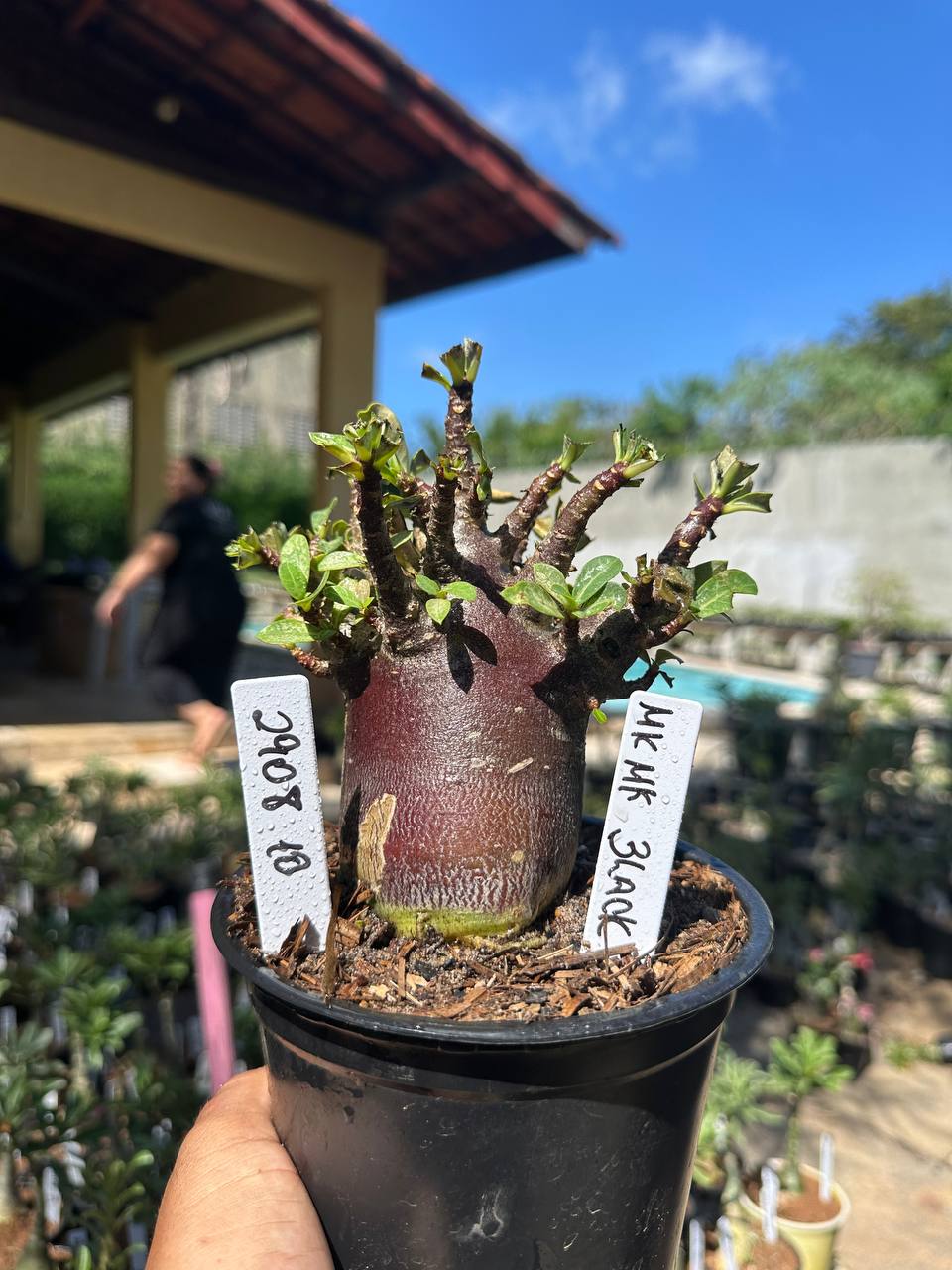 2908 10 Arabicum Mkmkm Black F3