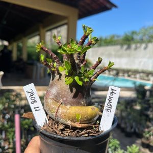2908 11 Arabicum Mammoth F3