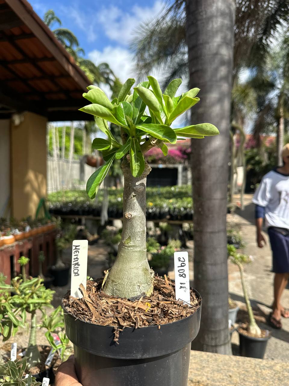 2908 11 Big Caudex Meixirica