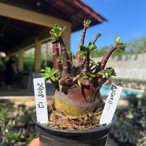 2908 12 Arabicum Asgard F3