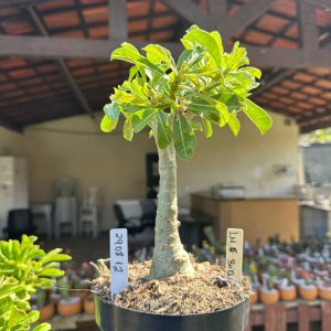 2908 12 Big Caudex Lm5 Buquê