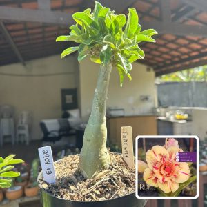 2908 13 Big Caudex Triple Wish