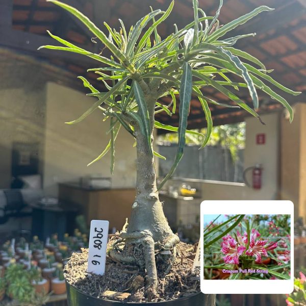 Big Caudex Crispum Pull Red Strings