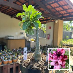 2908 18 Big Caudex Barbie Dobrada