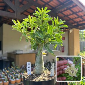 2908 19 Big Caudex Peach Elf 2
