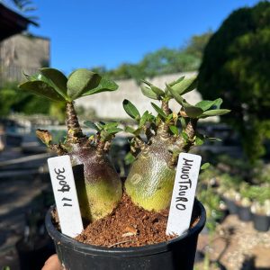 3007 09 Arabicum Minotauro F3