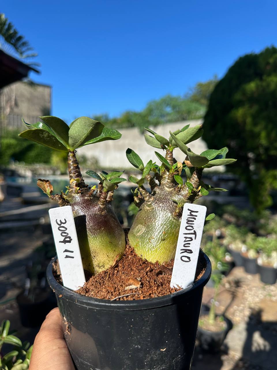 3007 09 Arabicum Minotauro F3