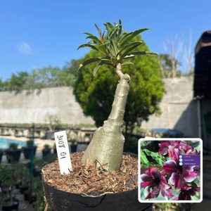 3108 01 Big Caudex Barbie Girl