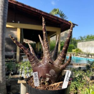 3108 01 Arabicum Dhofarense Black - Adulta