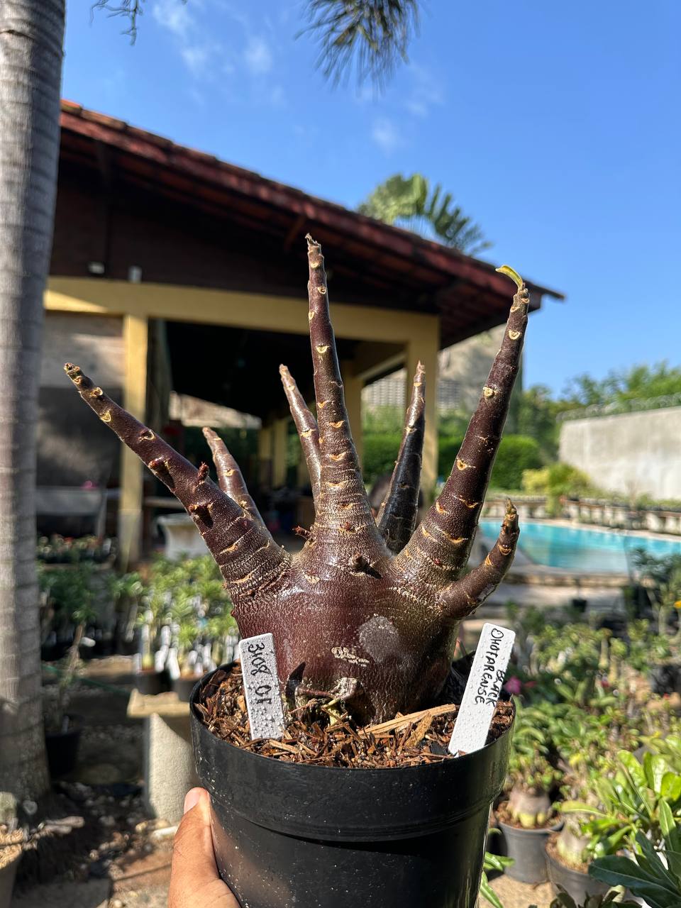 3108 01 Arabicum Dhofarense Black - Adulta