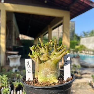 3108 01 Arabicum Vitrine T-Rex