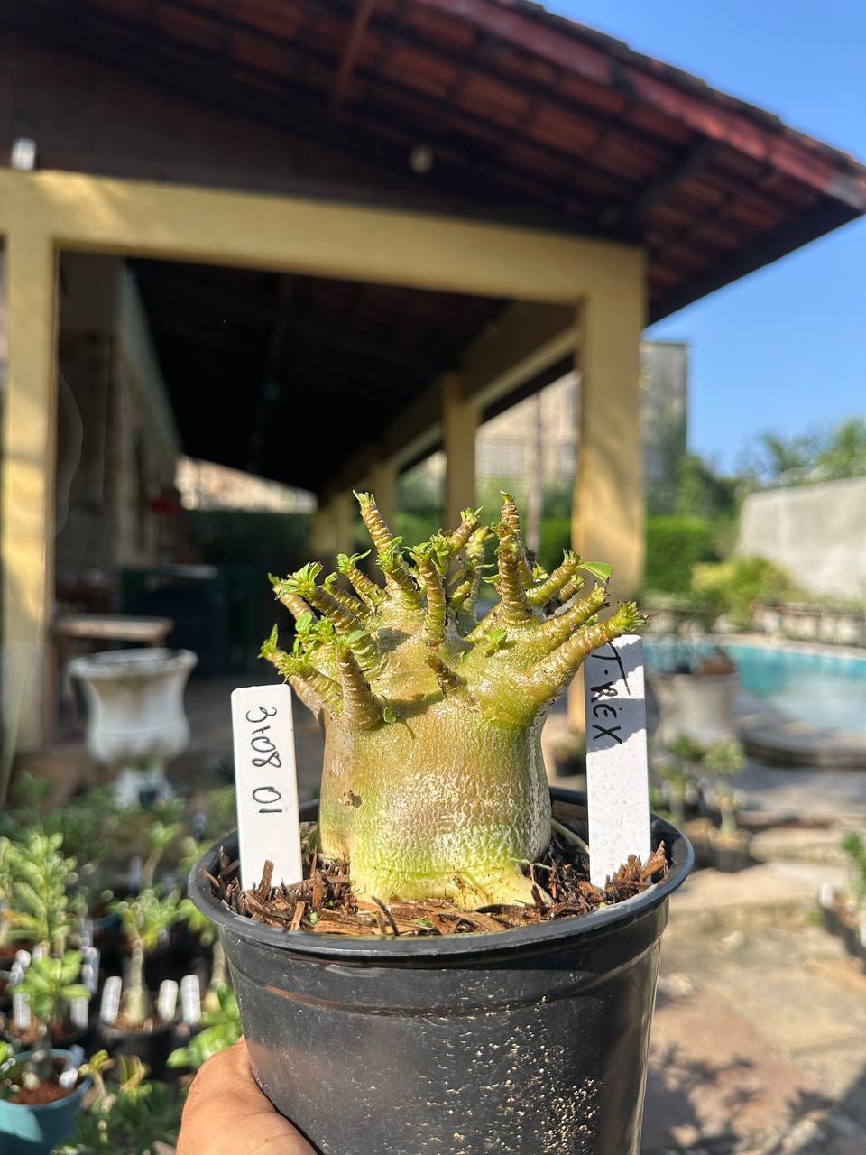 3108 01 Arabicum Vitrine T-Rex