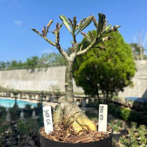 3108 02 Big Caudex Brd100