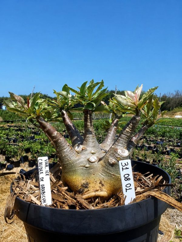 Rosa do Deserto Caudex Arabicum Enxertado Variegata Ice (Leilão)