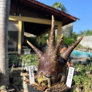 3108 02 Arabicum Dhofarense Black - Adulta