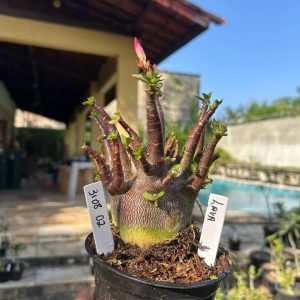 3108 02 Arabicum Vitrine Lava Red