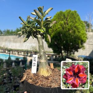3108 03 Big Caudex Connie