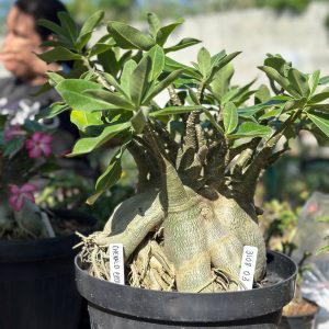 3108 03 Arabicum Emerald Crown - Adulta