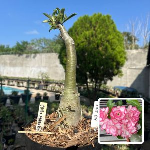 3108 04 Big Caudex Chibi Maruko
