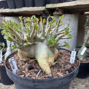 3108 04 Arabicum Poseidon - Adulta