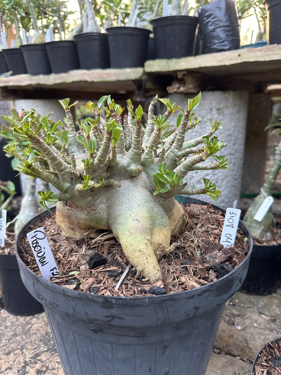 3108 04 Arabicum Poseidon - Adulta