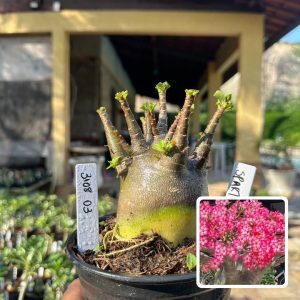 3108 04 Arabicum Vitrine Spartacus