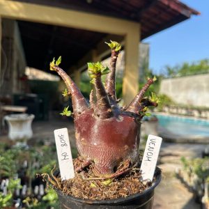 3108 05 Arabicum Vitrine Venom