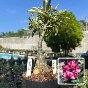 3108 06 Big Caudex Cristal