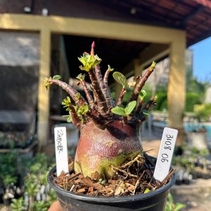 3108 07 Arabicum Vitrine Zadock Red