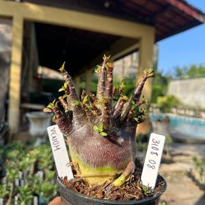 3108 08 Arabicum Vitrine Venom